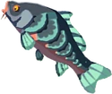 Carpa robusta