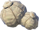 Trufón vivaz