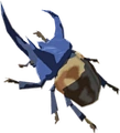 Escarabajo recio