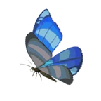 Mariposa gélida