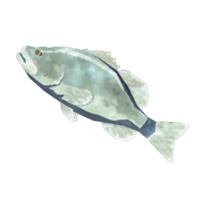 Lubina vivaz helada