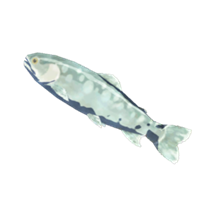 Trucha helada