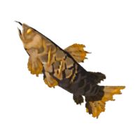 Arowana asado